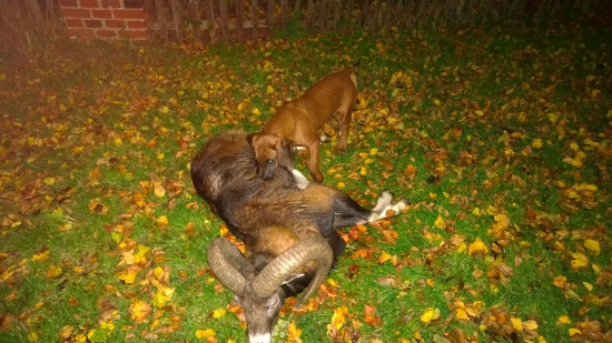 Seznámení s muflonní zvěří