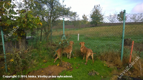 Provokatérka