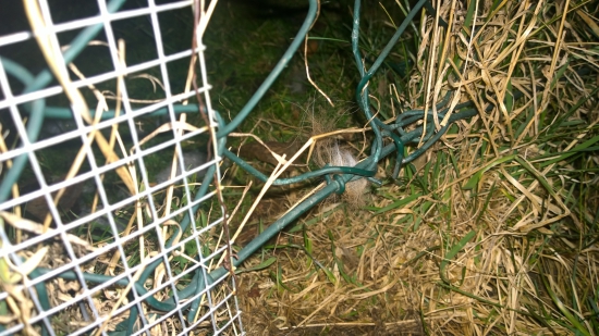 Lišky za mnou chodí domů