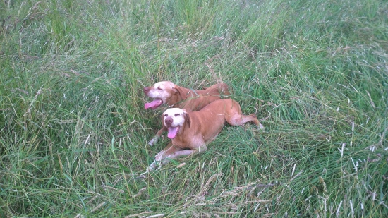 Byli jsme prohánět louku