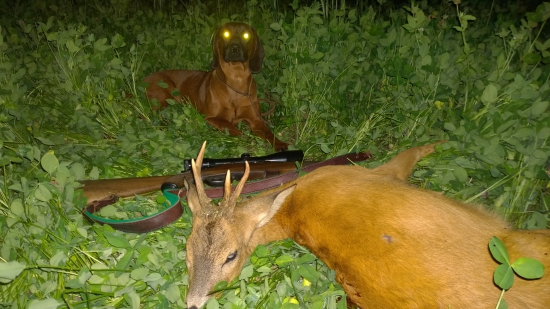 Včerejší srnec pod dozorem Lar-ufona