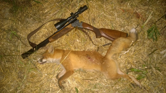 Včerejší lišče a dobrá ranka