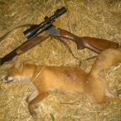 Včerejší lišče a dobrá ranka