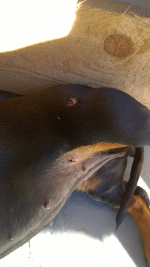 Když vyrazí holky na lov