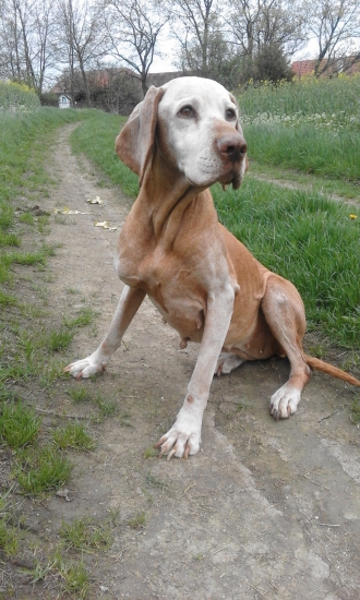 Poslední procházka