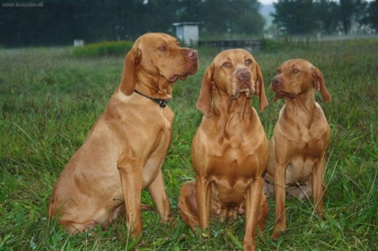 Naše rezavá smečka