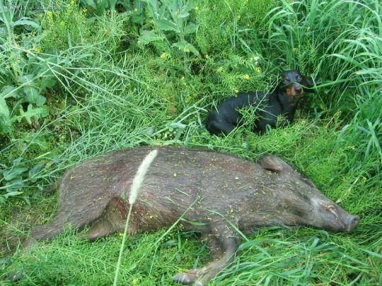 2008 lončáček který mi v řepce málem natrhnul r.ť