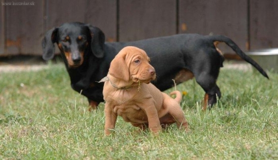 Annie z Králova dvora pod dozorem Binky