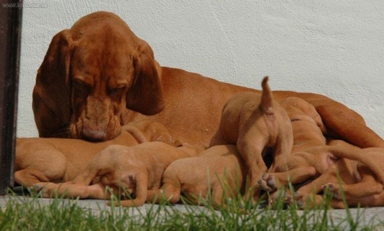 Sisiny starost o první štěňata