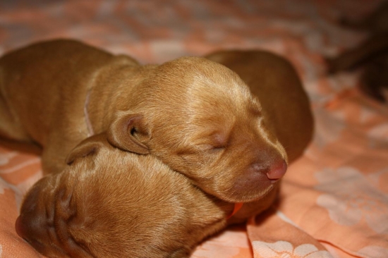 Sourozenci pár hodin po narození