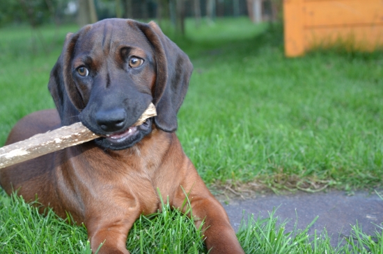 Elza z Púčikovho dvora