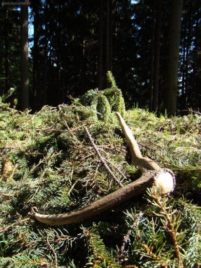 Sambikov dnešný č. 1