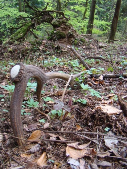 Sambikov dnešný č. 2