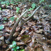 ...dnešný nález...