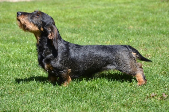 Archie z Hřebenských hájů