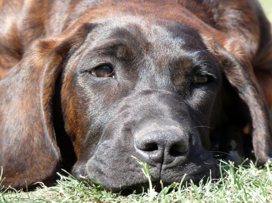 Brita z Křivoklátských říjišť