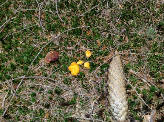 viac kuriatok sme nenašli...:D