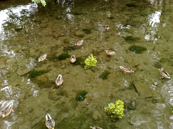 kačeny