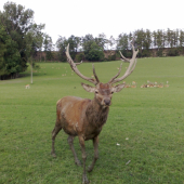 jenom kvůli  tomu jablíčku jsem  vylezl z bahna...:DDD