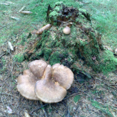 na starém pařezu...:DDD