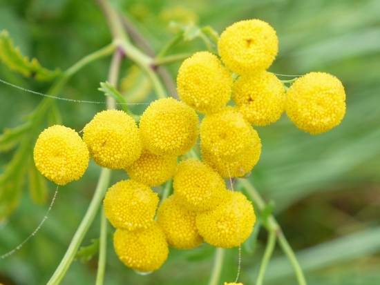 podzimní sluníčka....DDDD