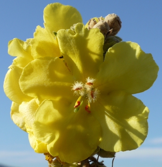 Divizna velkokvětá