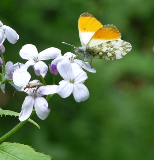 chytila jsem na pasece motýlka :DDD