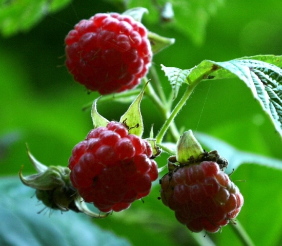 když mám pusu od malin :DDD