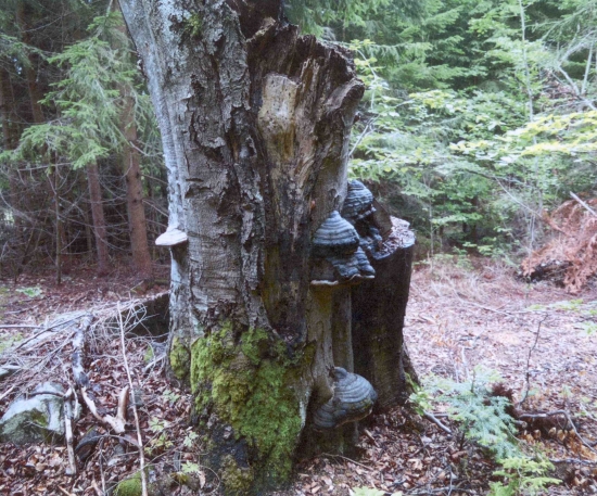 pařez