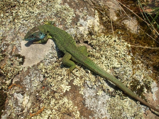 Lacerta viridis