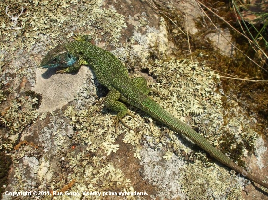 Lacerta viridis