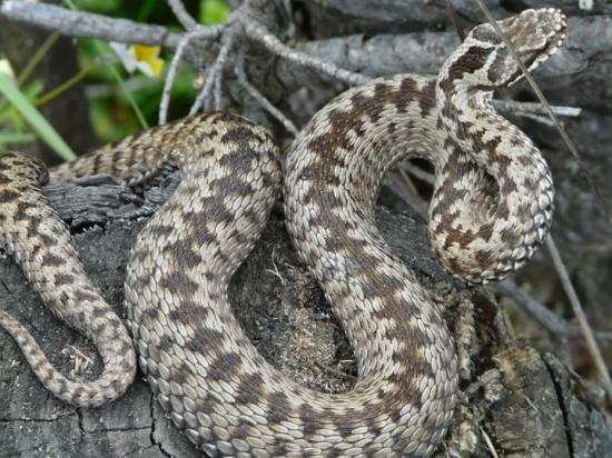 Vipera berus