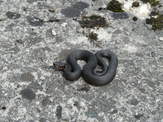 Vipera berus - cierna forma