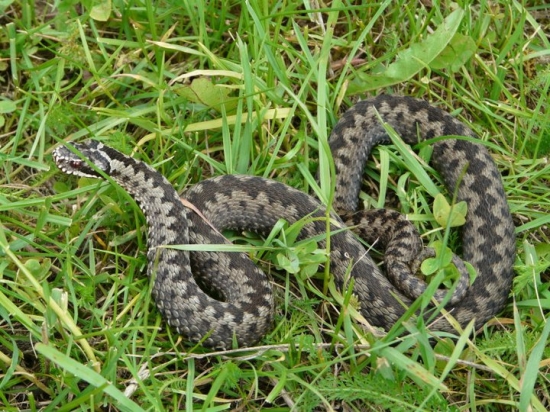 Vipera berus
