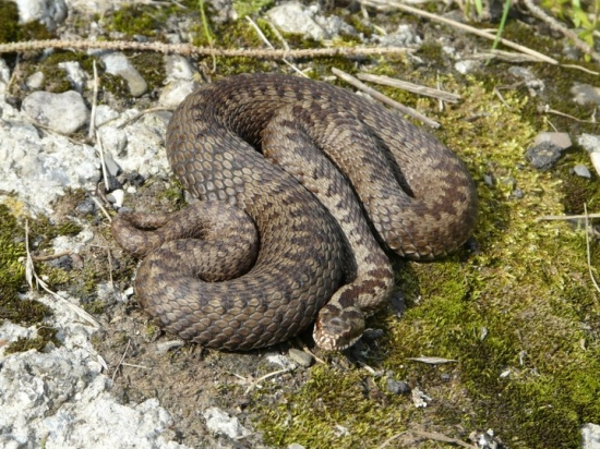 Vipera berus