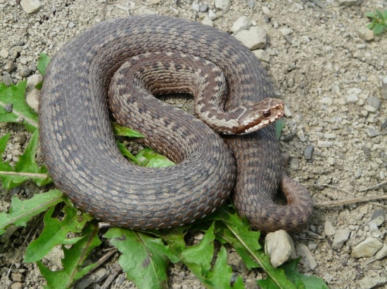 Vipera berus