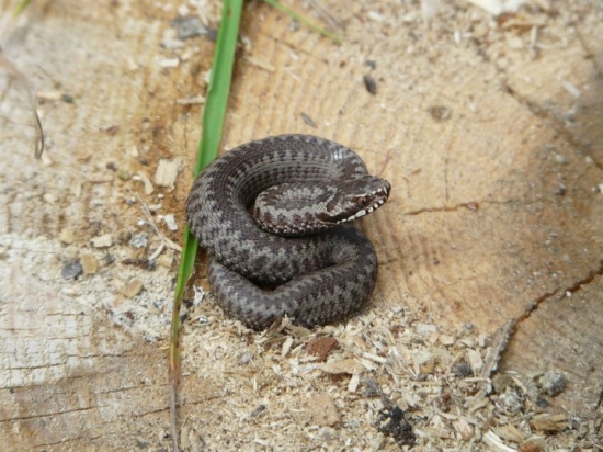 Vipera berus