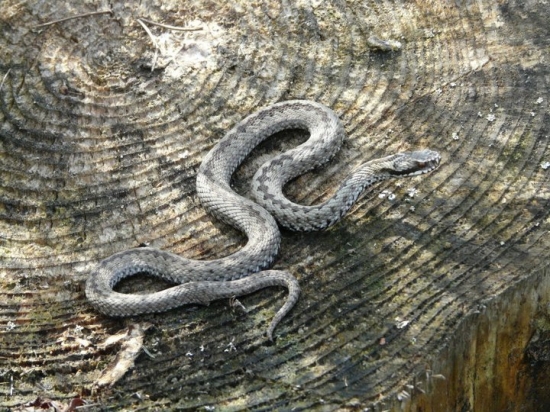 Vipera berus