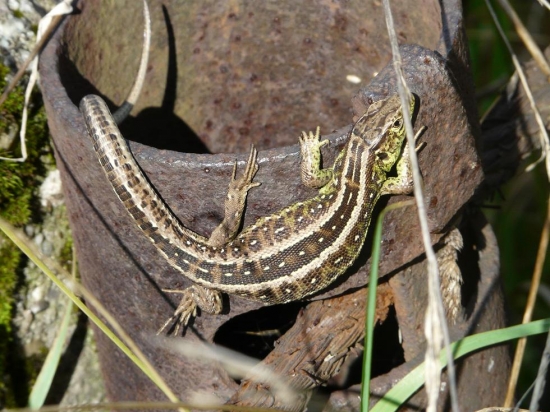 Lacerta agilis