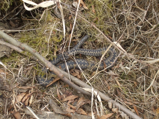 Vipera berus