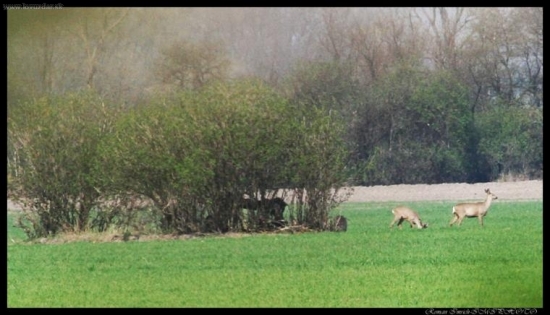 Ale ste daleko...alebo mam slaby zoom...hihi!