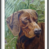 Madarska vizla