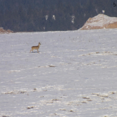 srna a v pozadí kamenolom