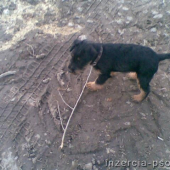 Doxy