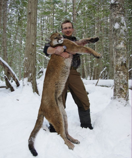 Puma z Britskej Kolumbie - Kanada