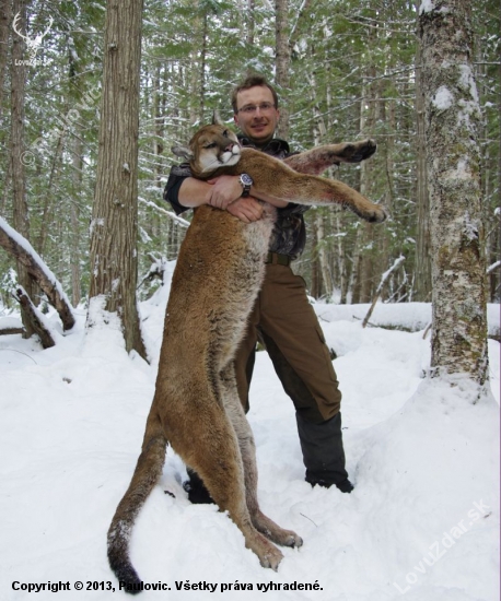Puma z Britskej Kolumbie - Kanada