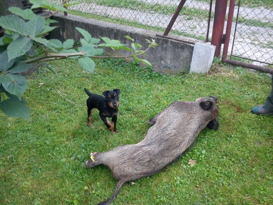 Prvé nesmelé stretnutie s diviakom