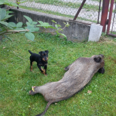Prvé nesmelé stretnutie s diviakom