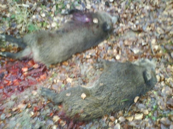 spoločná poľovačka