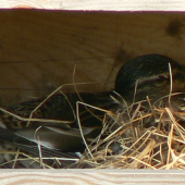 hnizdeni kacen v istalovnych budkach